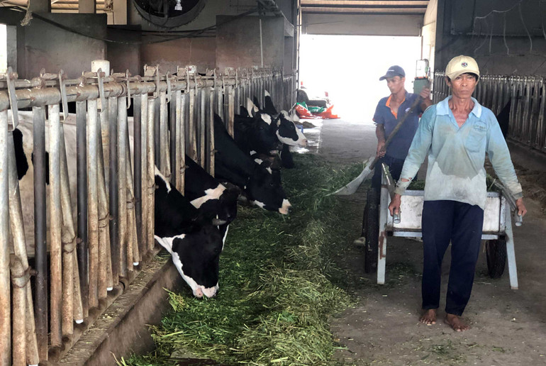 Chăn nuôi tuần hoàn tại Trang trại nuôi bò sữa của Công ty TNHH Tân Tài Lộc. (Ảnh NGUYỄN PHONG)