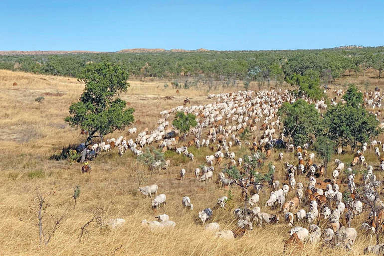 Trang trại chăn nuôi bò thịt của Tập đoàn TH tại Australia.