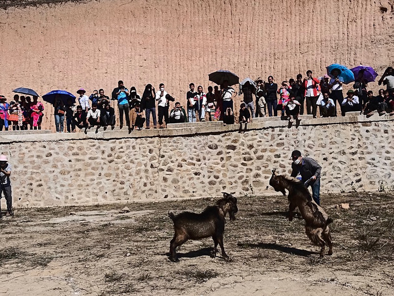 Thi chọi dê thu hút sự theo dõi thích thú của đông đảo nhân dân và du khách.