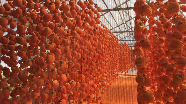 Mô hình sản xuất hồng sấy gió của Lâm Đồng.