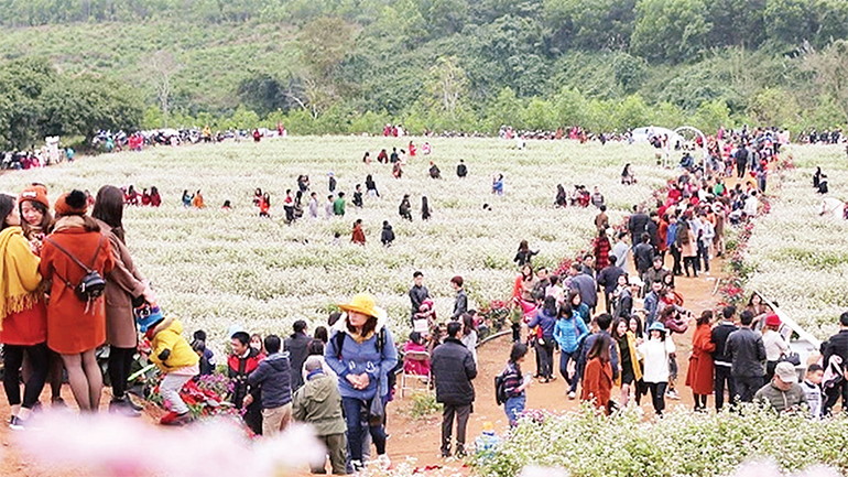 Thung lũng hoa tam giác mạch ở huyện Nghĩa Đàn thu hút du khách.
