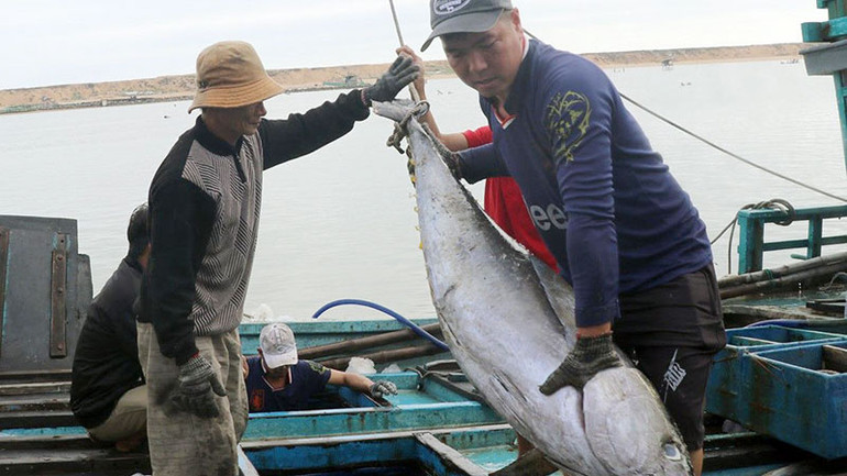 Ngư dân bốc dỡ cá ngừ tại cảng cá Phú Lạc, thị xã Đông Hòa, tỉnh Phú Yên.