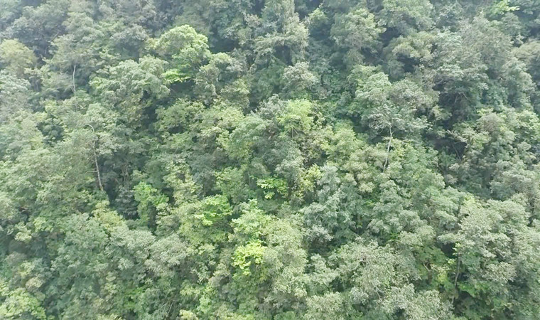 Khu vực tập trung nhiều cây mai cổ đang lên lộc xanh non. Khu vực tập trung nhiều cây mai cổ đang lên lộc xanh non.