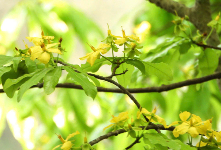 Tràn ngập sắc vàng của rừng mai. Tràn ngập sắc vàng của rừng mai.