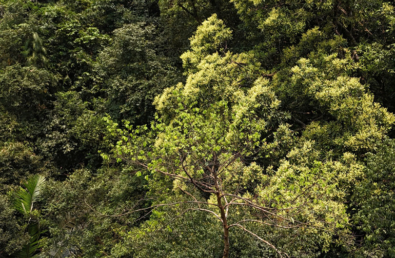 Cây mai cổ ra lộc và trổ hoa. Cây mai cổ ra lộc và trổ hoa.