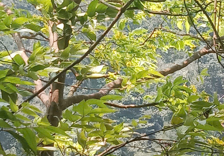 Mai cổ càng làm cho núi Non Mai thêm giá trị. Mai cổ càng làm cho núi Non Mai thêm giá trị.