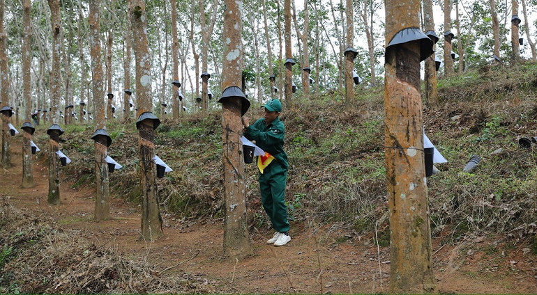 Phần thi cạo mủ tại vườn cây của các thí sinh theo dõi sự quan tâm của đông đảo người dân tại địa bàn. Phần thi cạo mủ tại vườn cây của các thí sinh theo dõi sự quan tâm của đông đảo người dân tại địa bàn.