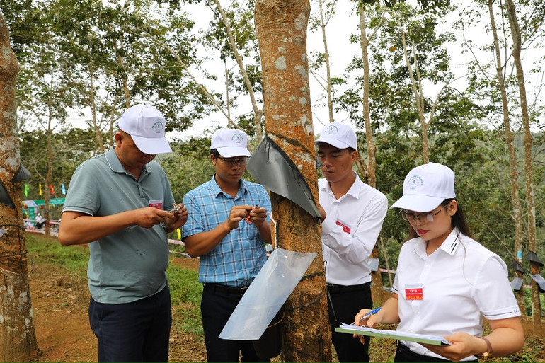Thành viên Tổ giám khảo chấm điểm phần thi cạo mủ tại vườn cây của các thí sinh. Thành viên Tổ giám khảo chấm điểm phần thi cạo mủ tại vườn cây của các thí sinh.