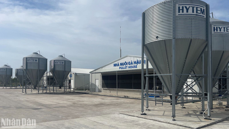 Khu nuôi gà mái giai đoạn hậu bị. Khu nuôi gà mái giai đoạn hậu bị.