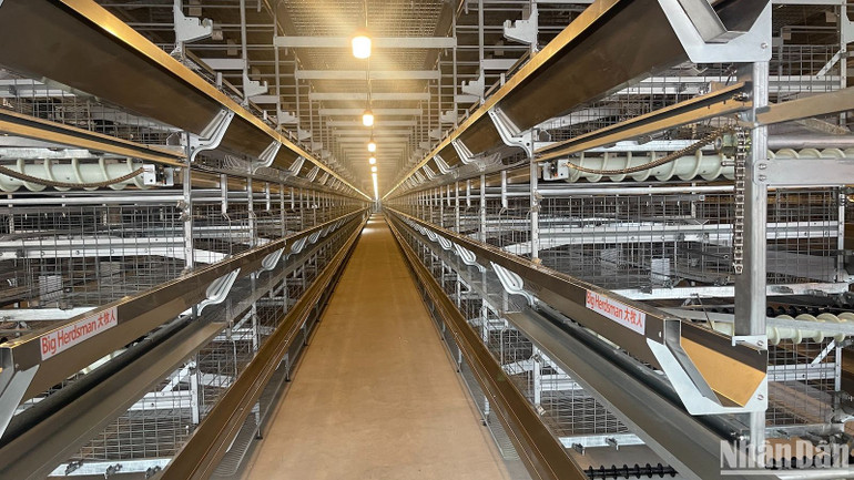 Khu nuôi gà giai đoạn đẻ trứng thương phẩm. Khu nuôi gà giai đoạn đẻ trứng thương phẩm.