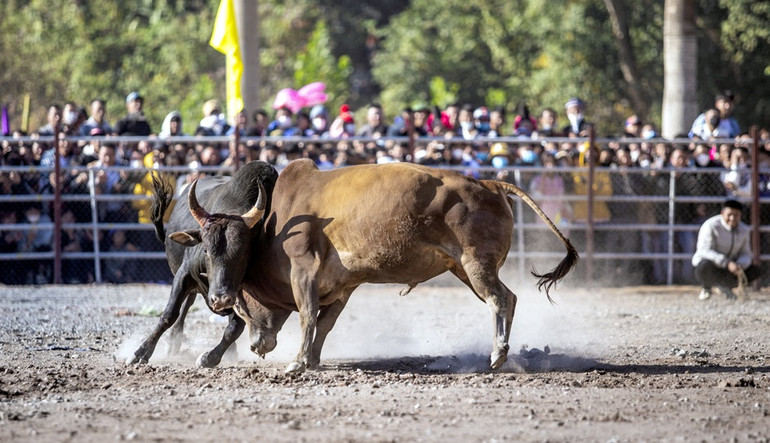 Thi chọi bò tại hội xuân Điện Biên Đông.