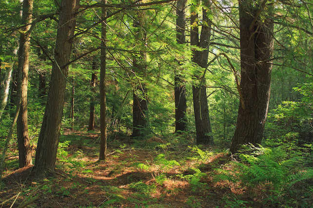 Độ che phủ của rừng có xu hướng giúp đất giữ được độ ẩm. Ảnh: Nicholas T/ Flickr.