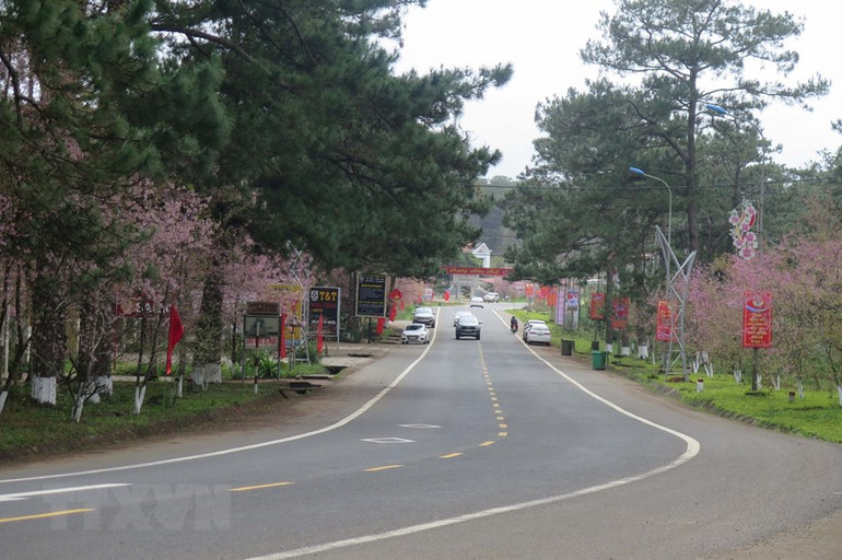 Mai anh đào tạo nên một thị trấn Măng Đen đầy sắc hoa trong dịp Tết cổ truyền, tạo điều kiện lý tưởng cho du khách tham quan, thưởng lãm Mai anh đào tạo nên một thị trấn Măng Đen đầy sắc hoa trong dịp Tết cổ truyền, tạo điều kiện lý tưởng cho du khách tham quan, thưởng lãm