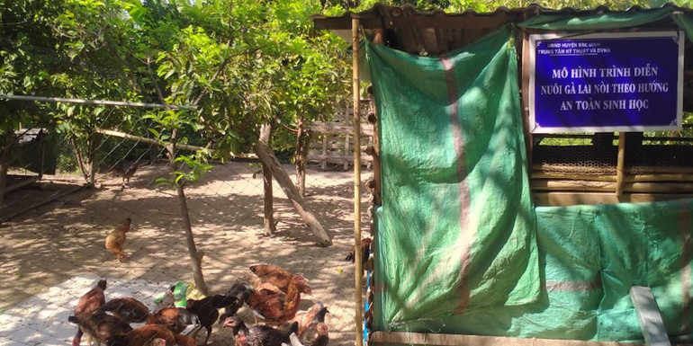 Mô hình trình diễn nuôi gà lai nòi theo hướng an toàn sinh học.