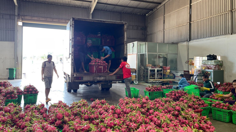 Thanh long là sản phẩm nông nghiệp chủ lực của Bình Thuận trong xuất khẩu.