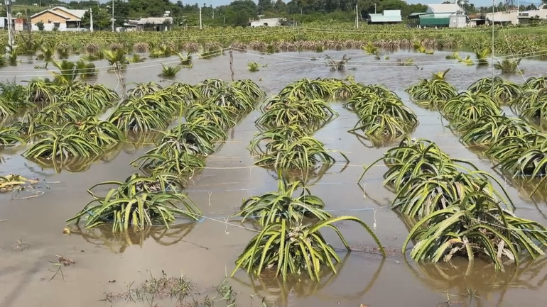 Một số vườn thanh long ra trái bị thiệt hại.