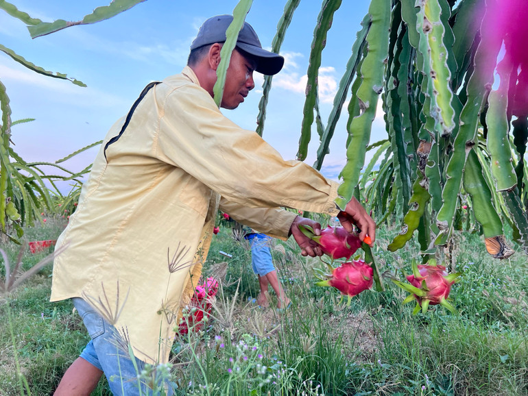 Nông dân xã Mương Mán (huyện Hàm Thuận Nam, tỉnh Bình Thuận) thu hoạch thanh long.