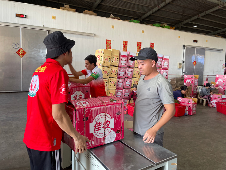 Các thùng được đóng gói trước khi đưa lên xe container để xuất khẩu.