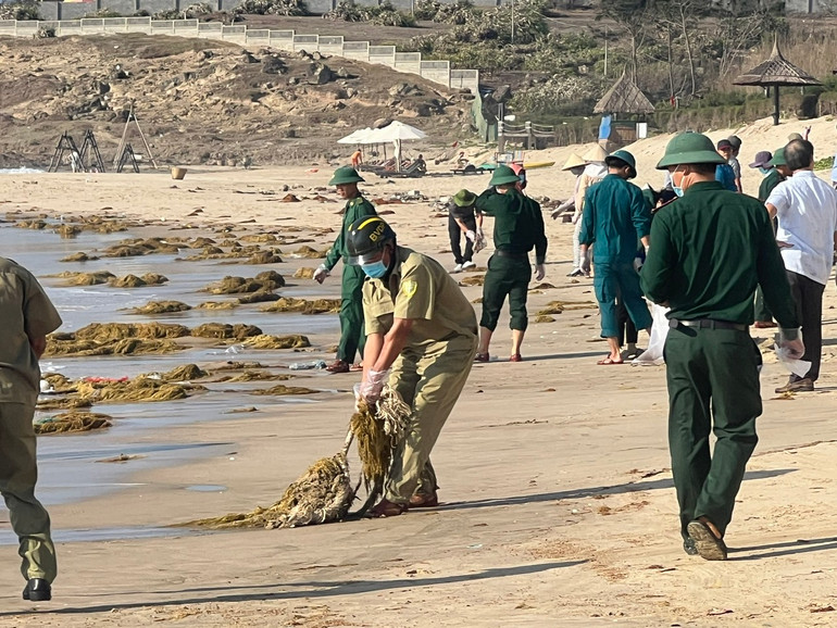 Lực lượng chức năng xử lý dầu vón cục tại bãi biển Mũi Né