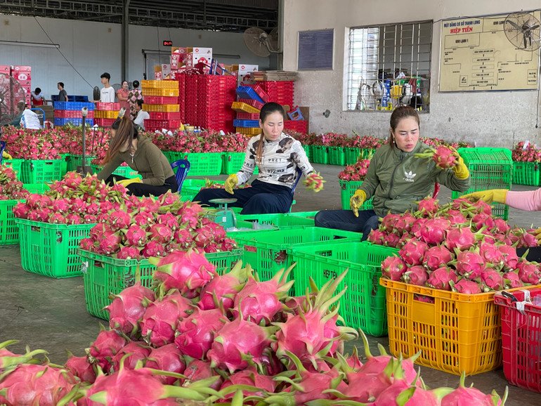 Nhân viên đang phân loại từng trái thanh long.