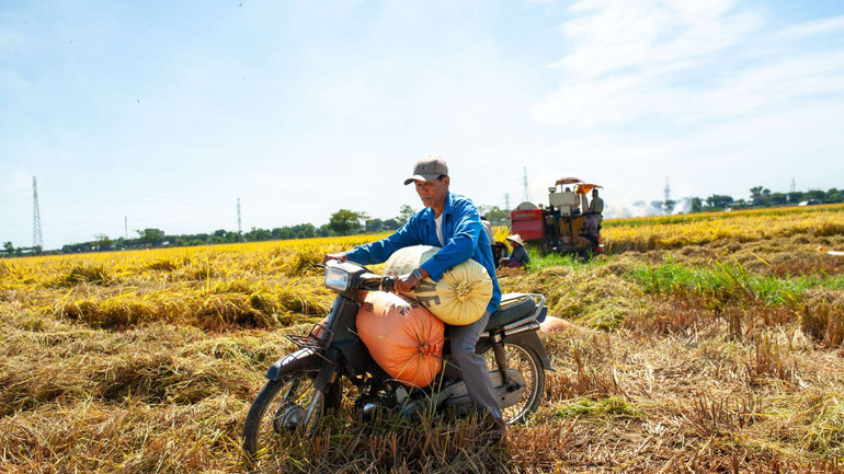 Một số người tranh thủ chở gạo về phơi nhân ngày có nắng.