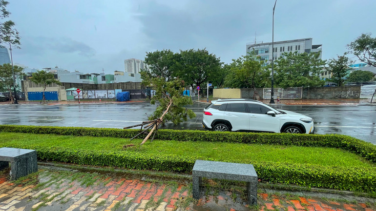 Cây xanh ngã trên đường Như Nguyệt.