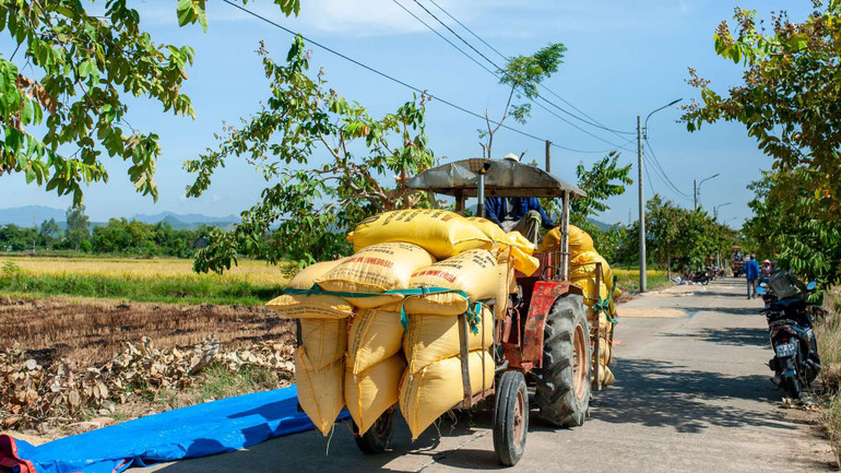 Nông dân chạy xe máy cày chở lúa về kho, bao lúa cao hơn mặt người.