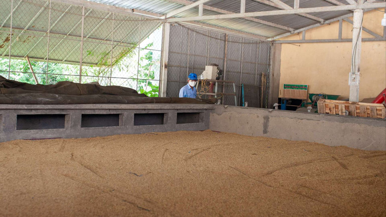 Tại khu nhà xưởng Hợp tác xã Dịch vụ sản xuất và Kinh doanh tổng hợp Hòa Tiến 1, lúa được phơi bằng máy sấy, giúp tối ưu thời gian.