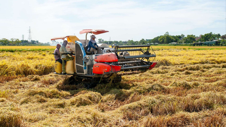 Mỗi máy gặt có 3 người phụ trách điều khiển máy gặt và đóng gói.