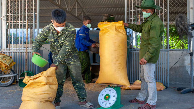 Lúa sau khi sấy sẽ được xay xát, đóng gói mỗi bao 40kg và cất kho.