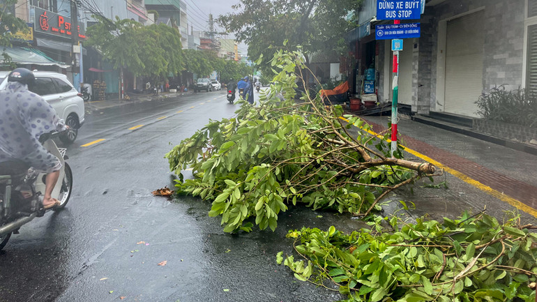 Sức gió áp thấp nhiệt đới quật đổ nhiều cây xanh tại Đà Nẵng ảnh 1