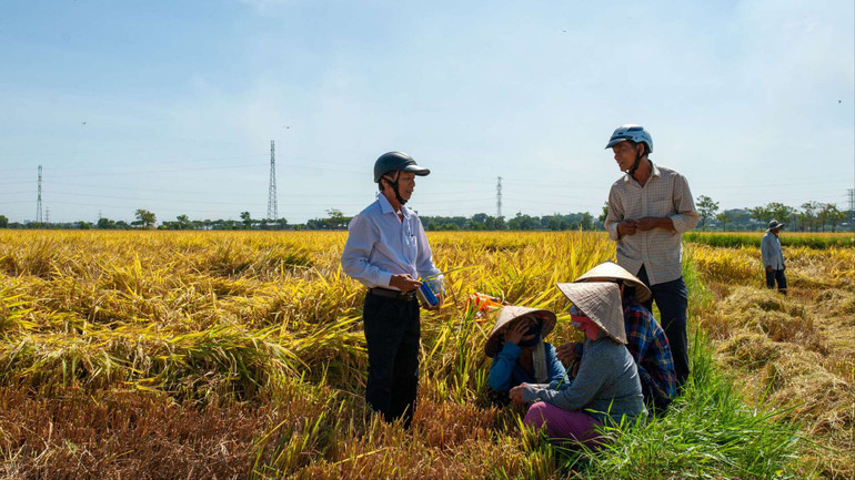 Bà con nông dân thôn Yến Nê phấn khởi vì lúa được mùa.