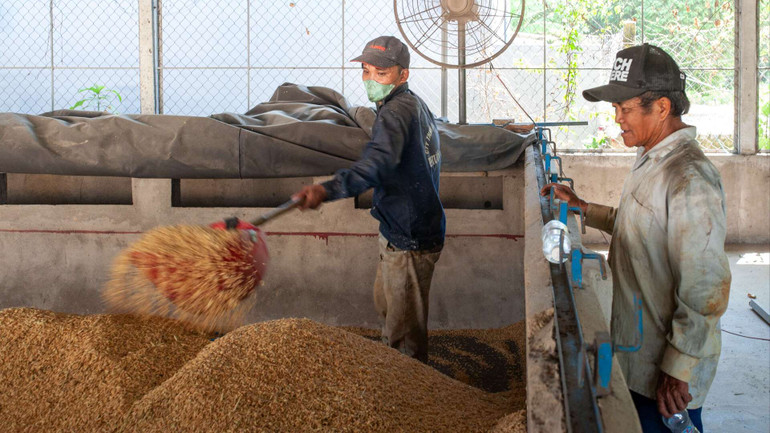 Mỗi lò sấy lúa trong vòng 14 tiếng.