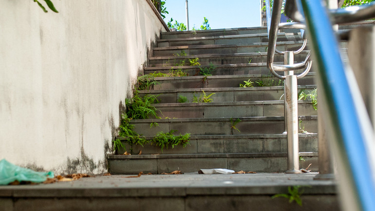 Cỏ dại mọc trên bậc thang lối vào hầm.