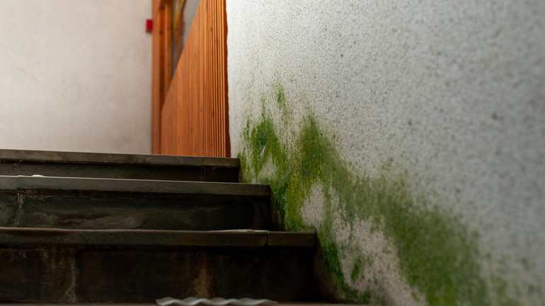 Một đoạn tường trong hầm bị rêu mốc.