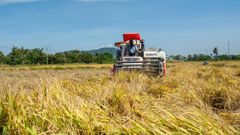 Máy gặt đập liên hợp được bà con thuê dịch vụ với khoảng 160 nghìn đồng.