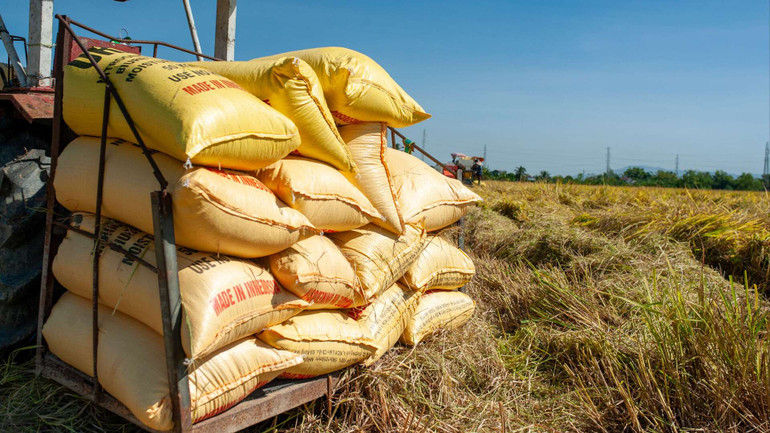 Theo bà con nông dân, mỗi chiếc xe máy cày chở được khoảng 30 bao lúa, mỗi bao khoảng 45kg.