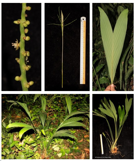 Loài gừng có rễ giống mùi quả xoài được phát hiện ở Việt Nam.