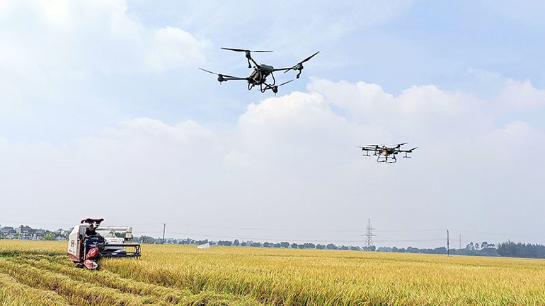 Nhiều chủ đại điền ở tỉnh Thái Bình đầu tư máy móc hiện đại sản xuất nông nghiệp quy mô lớn.