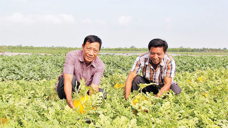 Nông dân huyện Bình Tân, tỉnh Vĩnh Long phấn khởi khi vụ Tết này dưa hấu đạt năng suất cao.