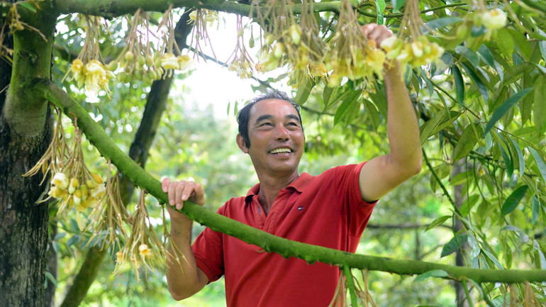 Nông dân Nguyễn Minh Hồng Điệp chăm sóc vườn sầu riêng đang trong thời kỳ đơm bông, kết trái. (Ảnh GIANG NAM) Nông dân Nguyễn Minh Hồng Điệp chăm sóc vườn sầu riêng đang trong thời kỳ đơm bông, kết trái. (Ảnh GIANG NAM)