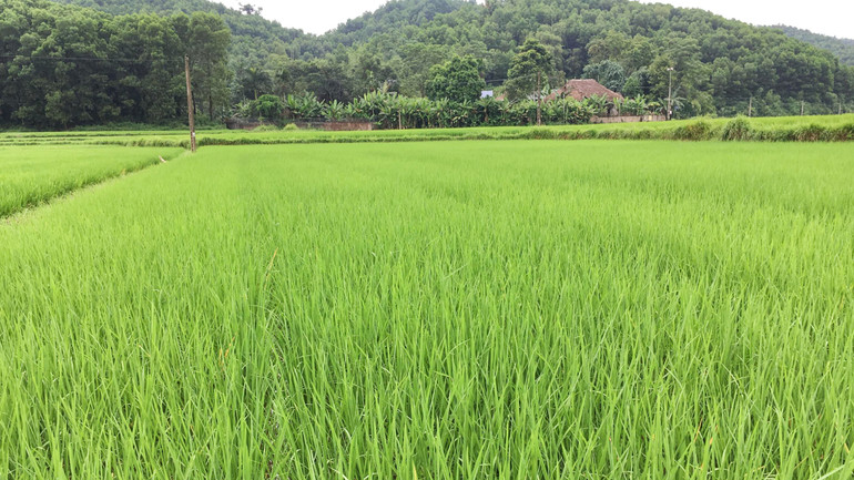 Huyện Định Hóa đã xây dựng được vùng sản xuất lúa gạo bao thai tập trung.
