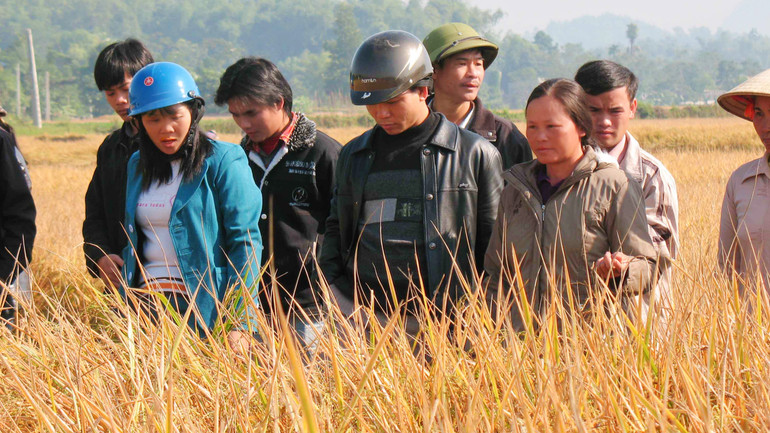 Với sự hỗ trợ phân bón và kỹ thuật của doanh nghiệp, trình độ thâm canh lúa bao thai của nông dân Định Hóa được nâng lên.