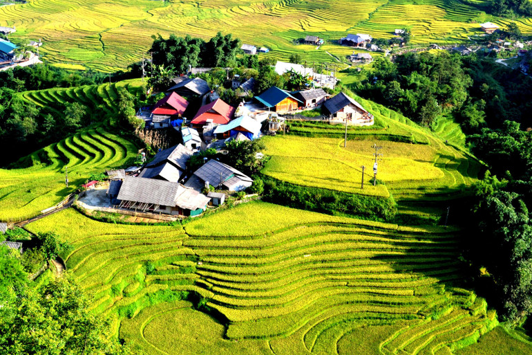 Mùa lúa chín vàng trên các thửa ruộng bậc thang ở Sa Pa thu hút du khách dịp nghỉ lễ 2/9 năm nay. (Ảnh QUỐC HỒNG)