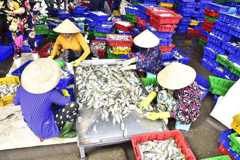 Phân loại cá tại Cảng Trần Đề, Sóc Trăng. (Ảnh THANH PHONG)