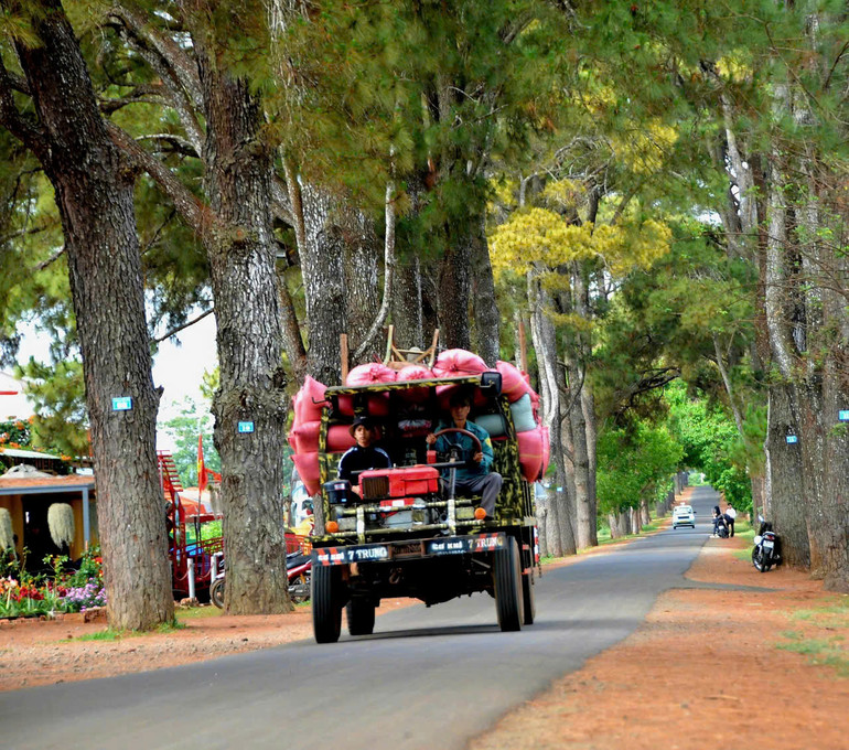 [Ảnh] Hàng thông trăm tuổi – một điểm đến hấp dẫn du khách tại Gia Lai ảnh 7