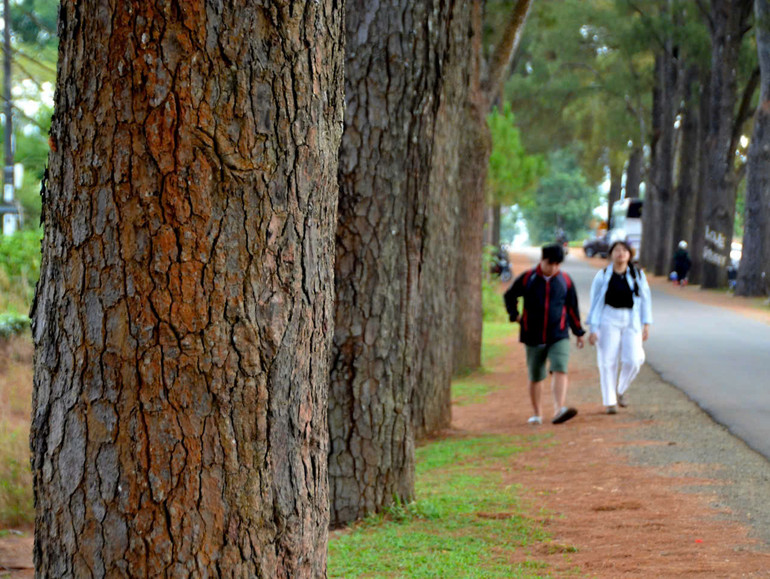 [Ảnh] Hàng thông trăm tuổi – một điểm đến hấp dẫn du khách tại Gia Lai ảnh 3
