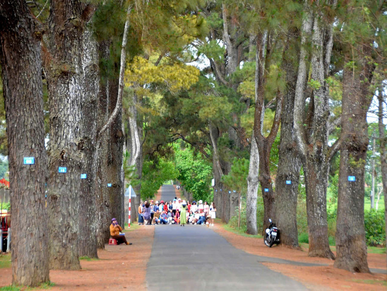 Vẻ đẹp cân xứng của hàng thông trăm tuổi.