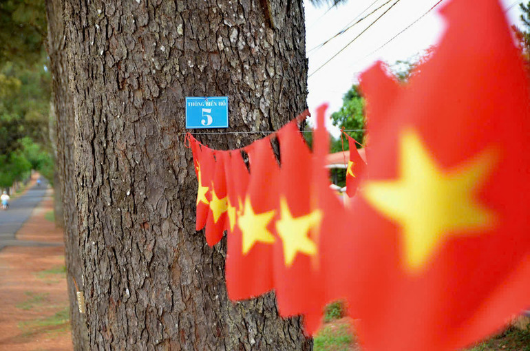 [Ảnh] Hàng thông trăm tuổi – một điểm đến hấp dẫn du khách tại Gia Lai ảnh 2