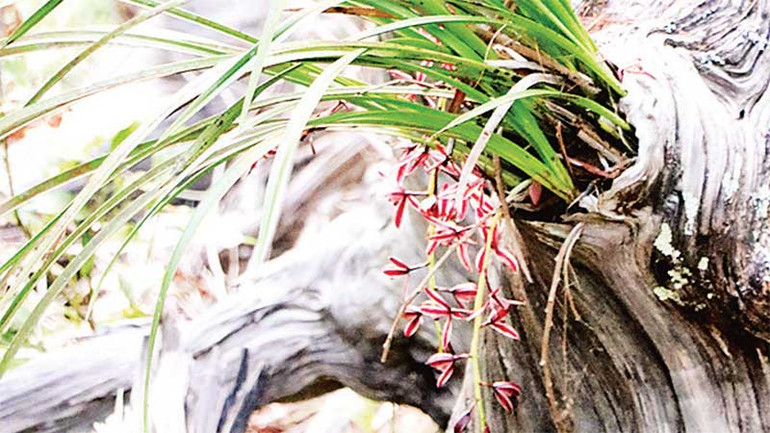 Hoa lan trồng trên gỗ lũa.